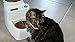 Wireless Whiskers AutoDiet Feeder