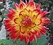 Karma Bon Bini Dahlia Flower Seeds 50 Stratisfied Seeds