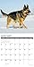 Just German Shepherds 2019 Wall Calendar (Dog Breed Calendar)