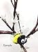 Pompom Bumble Bees Black&yellow W/googly Eyes Craft Spring Easter Floral Picks 6/pkg