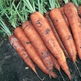 Tendersweet Carrot Seeds, 1200+ Premium Heirloom