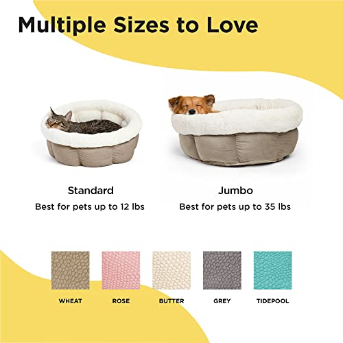 snooze paws cuddle cup