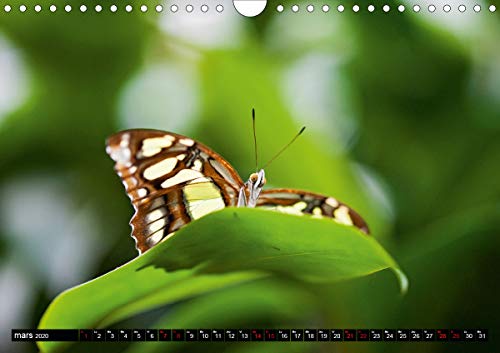 Papillons du monde, vus de près (Calendrier mural 2020 DIN A4 horizontal): Portraits de douze papillons aux couleurs…