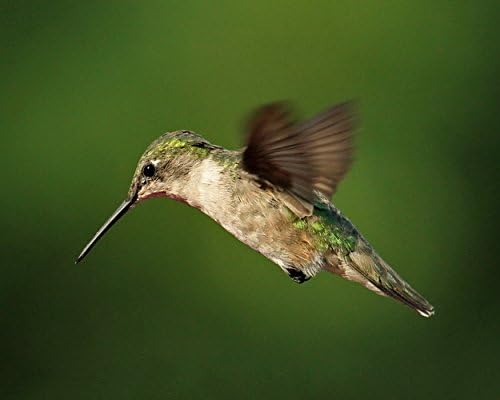 Photograph of a Female Ruby-throated Hummingbird - "Portrait in Flight"