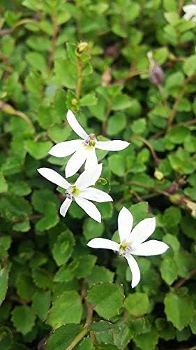 Amazon Co Jp エクボ草 3号 9cmp プラティア アングラータ グランドカバー ホーム キッチン