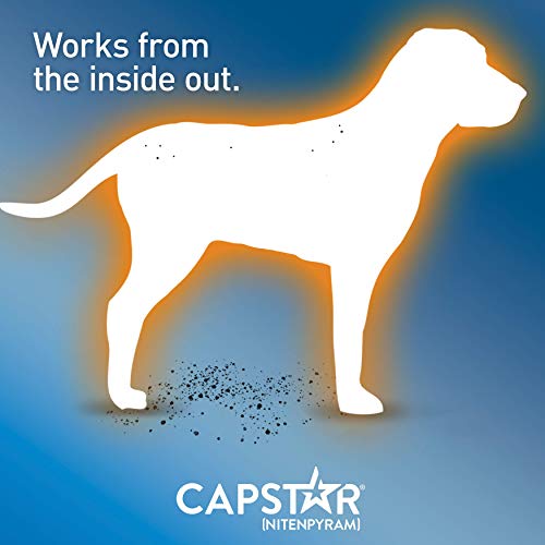 capstar flea medicine