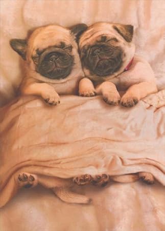 funny dog valentines