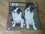 Border Collies 2015 Wall Calendar