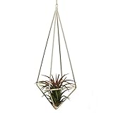 NCYP Tillandsia Air Plants Holder Freestanding