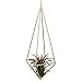NCYP Tillandsia Air Plants Holder Freestanding Hanging Matte Golden Quadrilateral Pyramid Teardrop Shape Geometric Flowers Rack for Wedding Wall Decor 10 inch (No Plants)