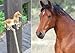 Set of 2 Clear Acrylic Horse Solar Yard Stick Color Change Lights