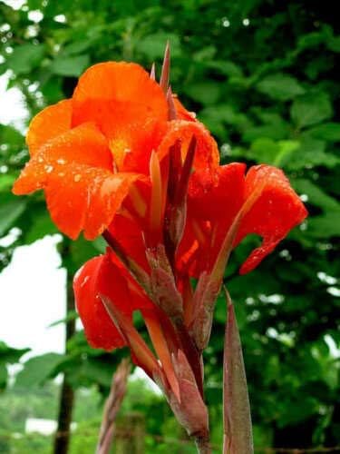 5 Pcs Canna Lily Shot Canna Indica Flower Seeds #SSNH