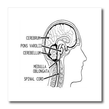 Human Brain Diagram Of The Brain Labeled - Aflam-Neeeak