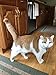 Shelter Pets Series Two: Jeffrey - 10