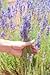 Zziggysgal Beautiful Lavender Filled Sachets - Freshly harvested and Dried - 12 Pack