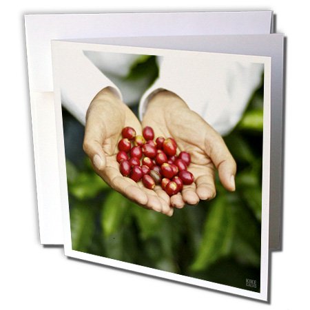 Don Francisco Serracin, Don Pachi Estate, holding coffee- Greeting Cards, 6 x 6 inches, set of 12 (gc_10473_2)