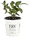 Yezberry Solo Japanese Haskap (Lonicera) Live Shrub, Yellow Flowers and Blue Fruit, 4.5 in. Quart