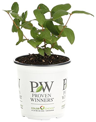 Yezberry Solo Japanese Haskap (Lonicera) Live Shrub, Yellow Flowers and Blue Fruit, 4.5 in. Quart