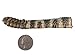 Real Rattlesnake Rattle and Tail (AZ-598-P505)