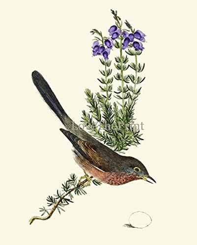 Bird Print Dartford Warbler Antique Art Beautiful Natural Science Summer Garden Nature Blue Flowers Egg Home Room Wall Decor Poster Unframed CJ2