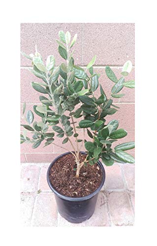 Pineapple Guava (Feijoa sellowiana 'Nazemetz') Tropical Fruit Trees Plant Around 30~36" Height in 3 Gallon Pot BA100