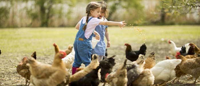6 PICKY+NEB+Non+GMO+Dried+Mealworms