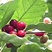 Hirt's Arabica Coffee Bean Plant - 6