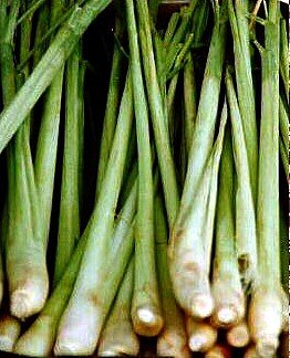 Lemon Grass Herb Plant - Cymbopogon - Also Repels Mosquitoes - Quart Pot