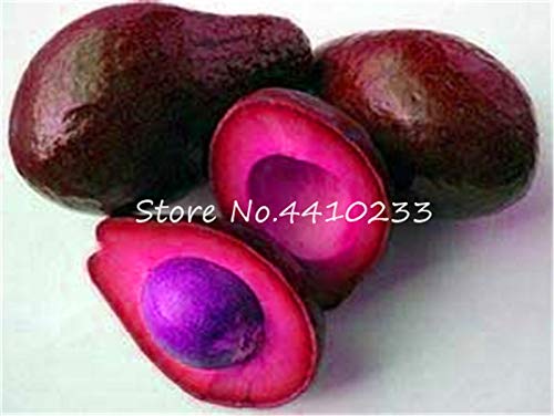 Bloom Green Co. Venta 5 Piezas de bonsái, Aguacate, Dulce, Dulce ...