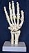 Wellden Cranstein A-324 Hand Skeleton Anatomy Model