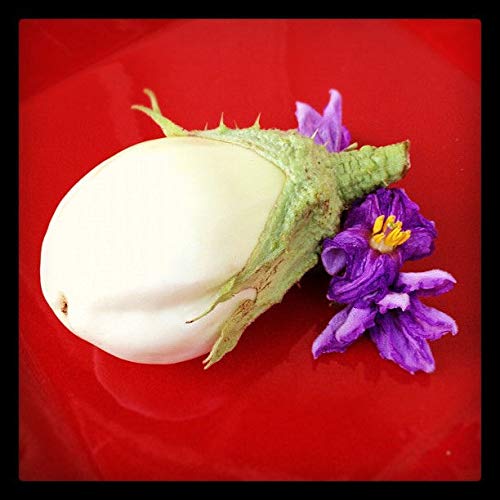 Portal Cool 10 Berenjena Blanca En Semillas De Huevo Semillas ...