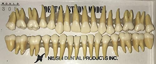 B3-305 – 32 Tooth Set