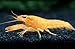Aquatic Arts 1 Juvenile Neon Red Crayfish | Live Freshwater Aquarium Lobster/Crawfish/Crawdad/Real Living Fish Tank Pet
