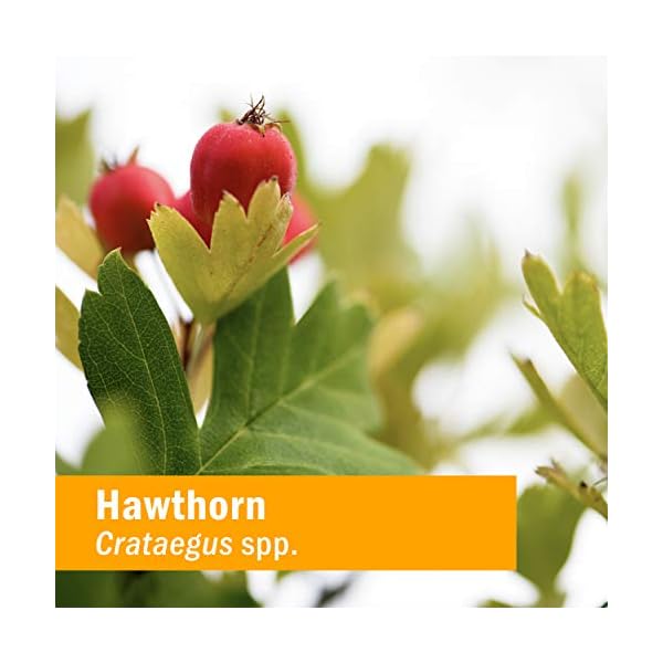 Herb Pharm Blood Pressure Support Liquid Formula for the Cardiovascular