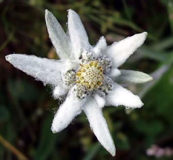 Amazon Com 50 Edelweiss Leontopodium Alpinum Flower Seeds Gift Comb S H Garden Outdoor