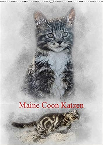 Maine Coon Katzen Wandkalender 2019 Din A2 Hoch Eine Der