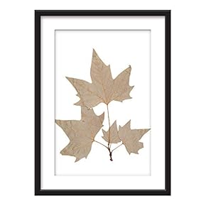 Framed Plant Leaves Specimen Art in Black Picture...