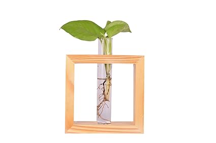 Cinagro Glass Test Tube Planter with Wooden Stand for Living Room, Bedroom, Home, Office -Hydroponic Table Planter (1 Test Tube)