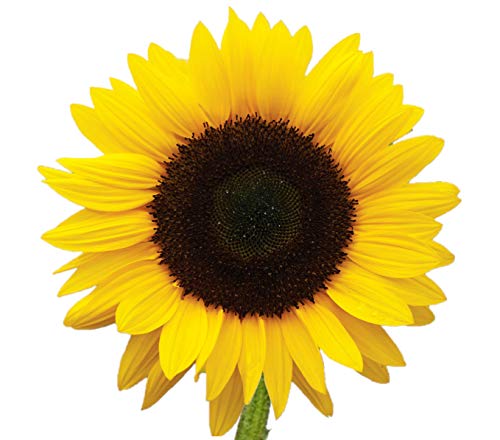Vistaflor - 100 Sunflowers - Wholesale Fresh Cut from the Farm