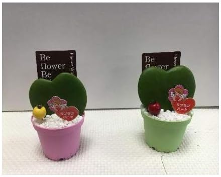 Amazon プランツネット Plants Net 観葉植物 ホヤ カーリー ハートホヤ ベリーピック付き 3号 K 24入 プール 屋外サウナ