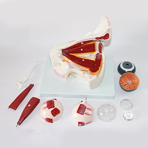 tinsay Human Eye Orbital Model Eyelid Medical Anatomy Eye Model with Orbit