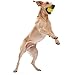 WEST PAW Zogoflex Jive Ball Dog Chew Toy – Bouncing Toys for Dogs, Fetch, Catch, Chewing, Play – Floatable, Recyclable Balls – Latex-Free, Non-Toxic, Dishwasher Safe Dog Toy, Small 2.5
