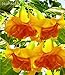 100 pcs mix colors bonsai fragrant flower dwarf brugmansia datura seeds rare brugmansia angel trumpets for home garden plants