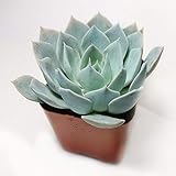 2 inch Echeveria Blue Prince Succulent #SB19