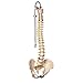 3B Scientific A58/1 Classic Flexible Spine male - 3B Smart Anatomy