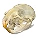 Rat Skull (Natural Bone Quality A)