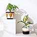 JUNROYM Matte White & Black Ceramic Flower Pot 6 inch Set of 2 Indoor Planters with Drainage Hole Gold Detailing