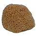 Natural Sea Sponge Sea Nature Brand 5-6 Inches Honeycomb Type for Body Bath and Face Cleaning ideal for Baby Bathing - Strong and Durable Guaranteed