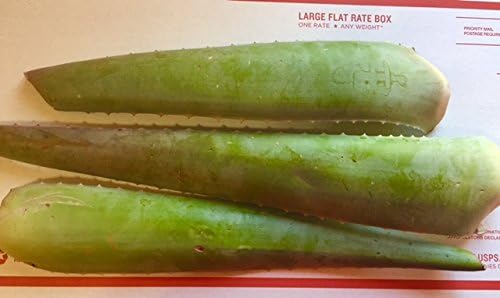 RAGARDEN Aloe Vera, XXL Three (3) Leaves. Each Mature Leaf is 24"(+) Long and 2lb(+) Weight. 100% Pure & Eco Clean. Grown in Nevada, USA