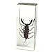 REALBUG Whip Scorpion Paperweight (4.4x1.6x1.1)